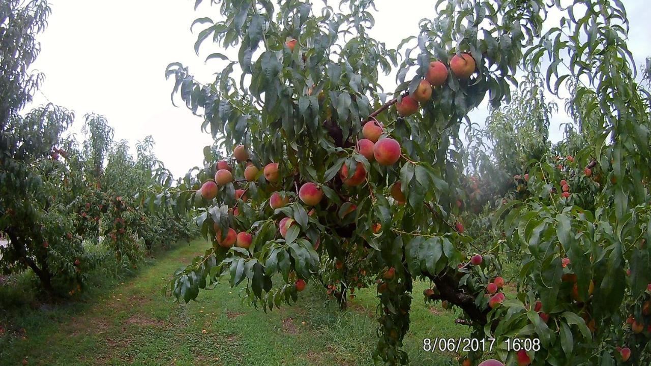 Agriturismo Il Fontanile Villa Valeggio sul Mincio Luaran gambar