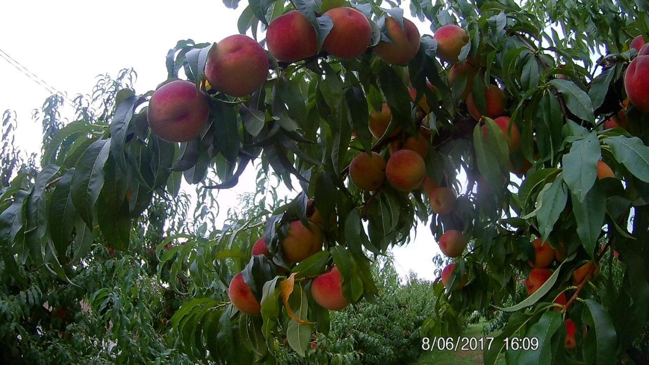 Agriturismo Il Fontanile Villa Valeggio sul Mincio Luaran gambar